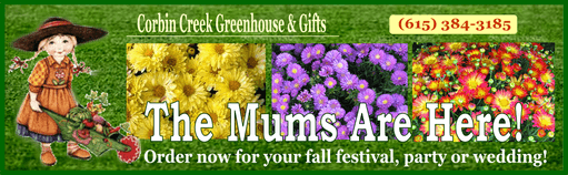 corbin creek mums 511 ad