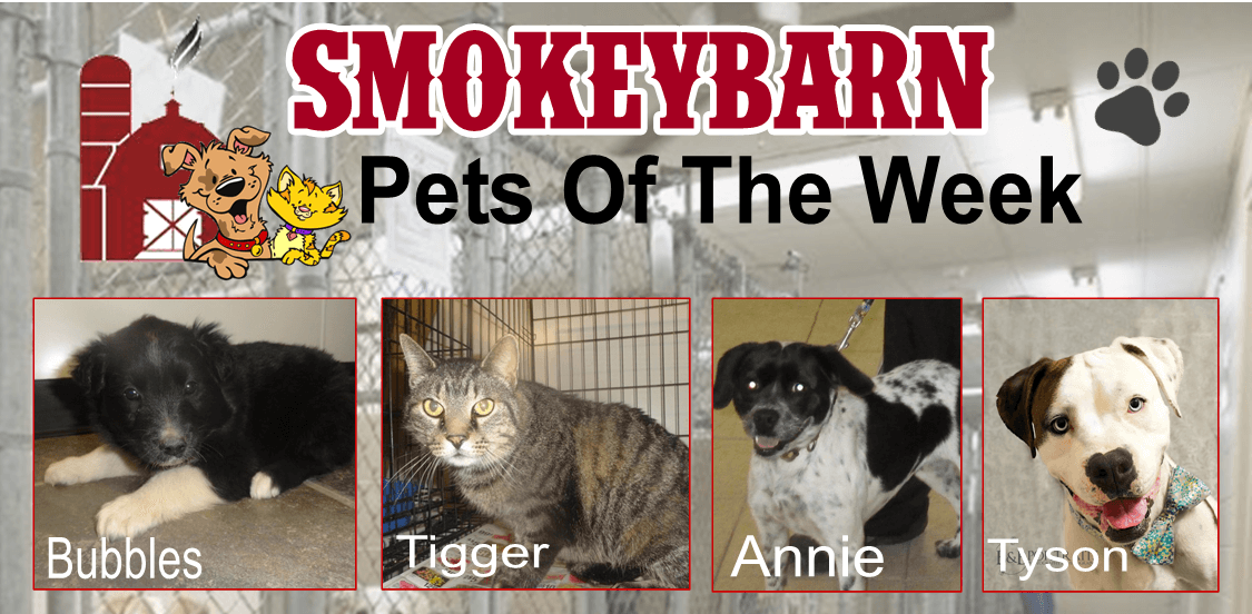 Pets Of The Week: Meet Bubbles, Tigger, Annie & Tyson