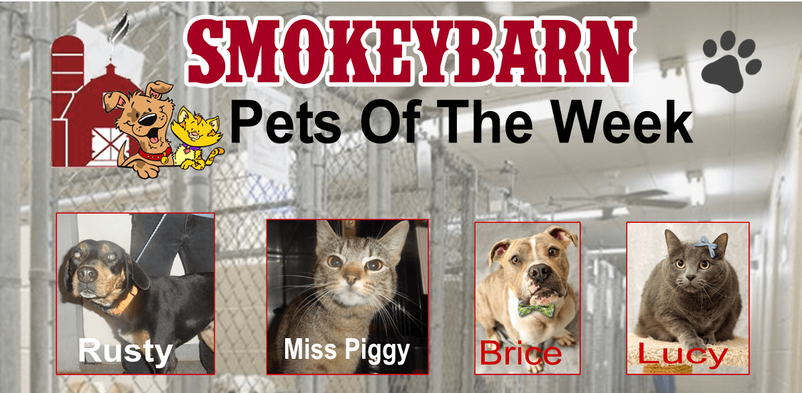 Pets Of The Week: Meet Rusty, Lil’ Miss Piggy, Brice & Lucy