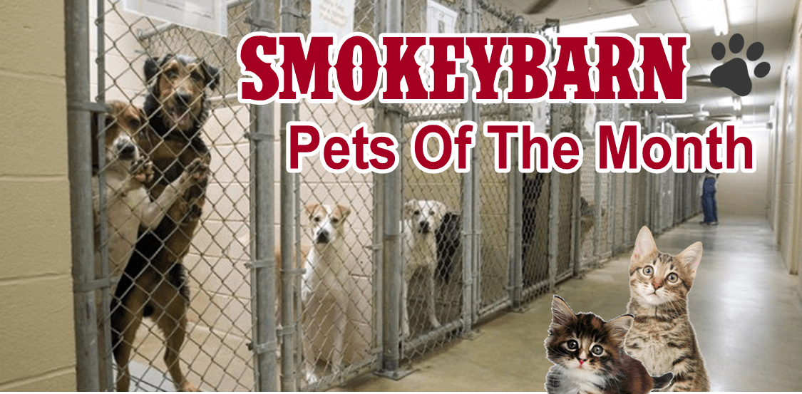 Pets Of The Month – The unconditional love of pet is good medicine!