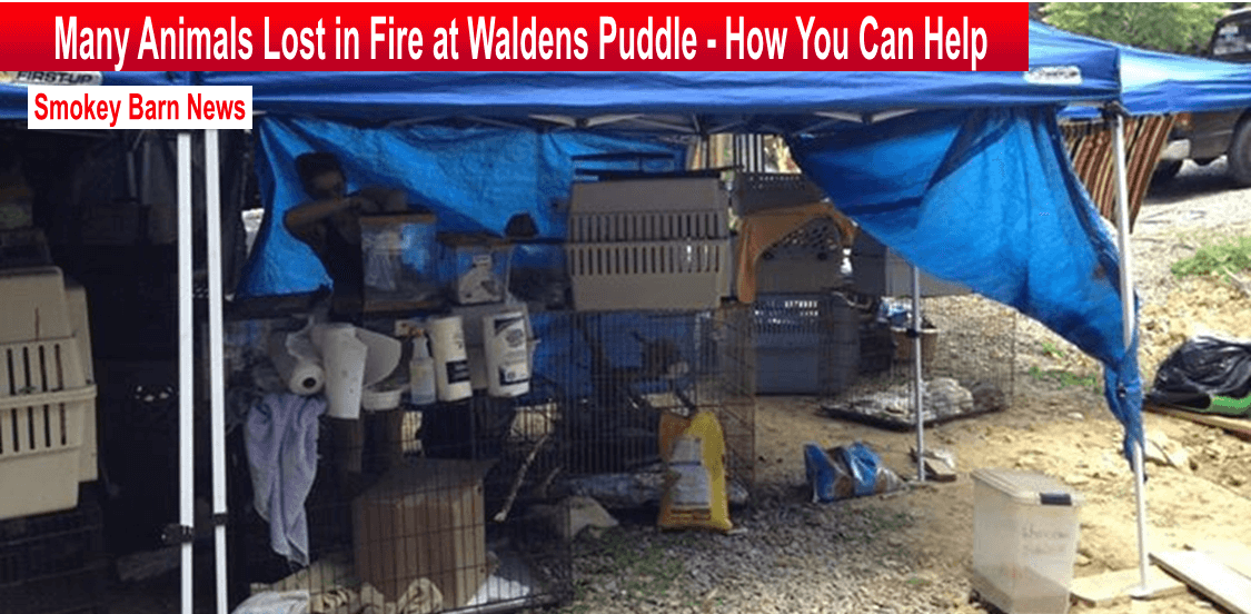 Many Animals Lost in Fire at Waldens Puddle – How You Can Help