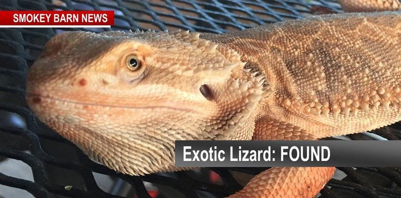 exotic lizrd found