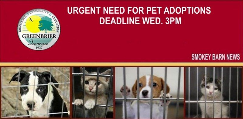 urgent-adoptions-needed-greenbrier animal control