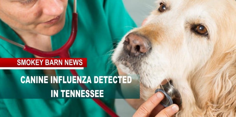 Contagious Canine influenza Detected In TN (Can Affect Cats)
