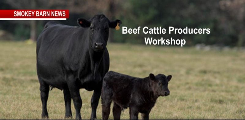 FREE Beef Cattle Producers Workshop & Lunch March 9 (RSVP)