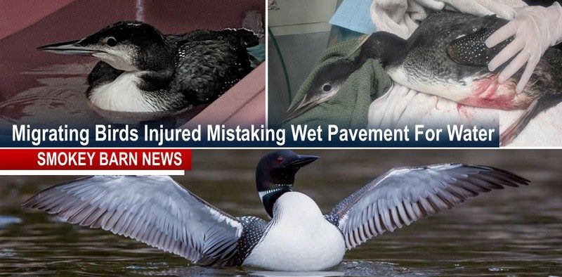 Migrating Loons Crash Landing On Wet Pavement (How You Can Help)