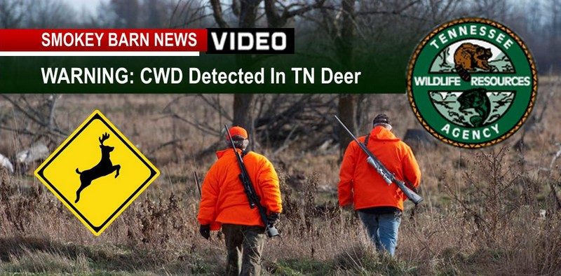 Hunters: TN Deer Test Positive For CWD: What You Need To Know