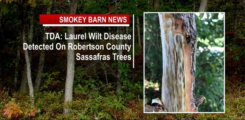 TDA: Laurel Wilt Disease Detected on Robertson County Sassafras Trees