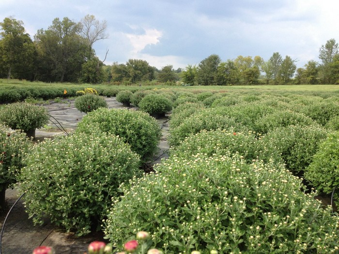 Corbin Creek Greenhouse Smokey Barn News