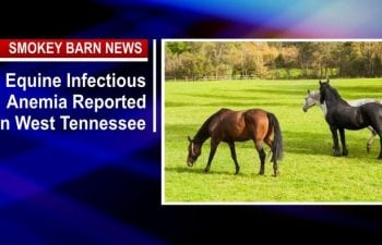 Equine Infectious Anemia Reported In West Tennessee