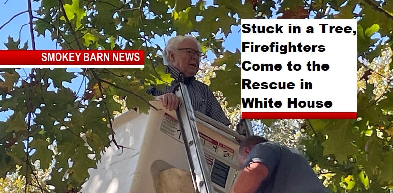 Octogenarian Stuck in a Tree, Firefighters Come to the Rescue in White House