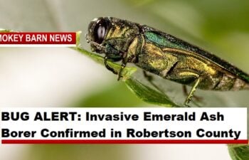 BUG ALERT: Invasive Emerald Ash Borer Confirmed in Robertson County
