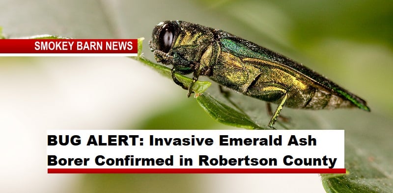 BUG ALERT: Invasive Emerald Ash Borer Confirmed in Robertson County