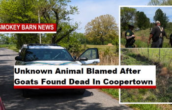 Unknown Animal Blamed After Nine Goats Found Dead In Coopertown