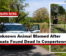Unknown Animal Blamed After Nine Goats Found Dead In Coopertown
