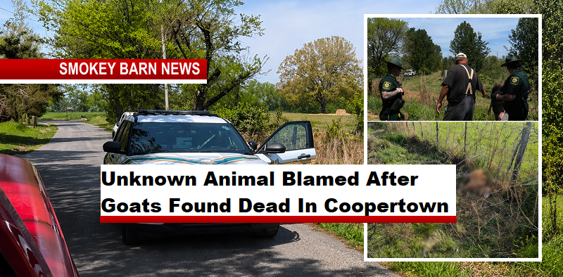Unknown Animal Blamed After Nine Goats Found Dead In Coopertown