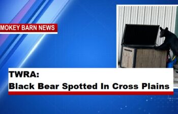 TWRA Confirms Black Bear Sighting In Cross Plains