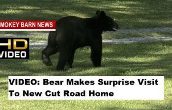 VIDEO: Bear Makes Surprise Visit To New Cut Road Home